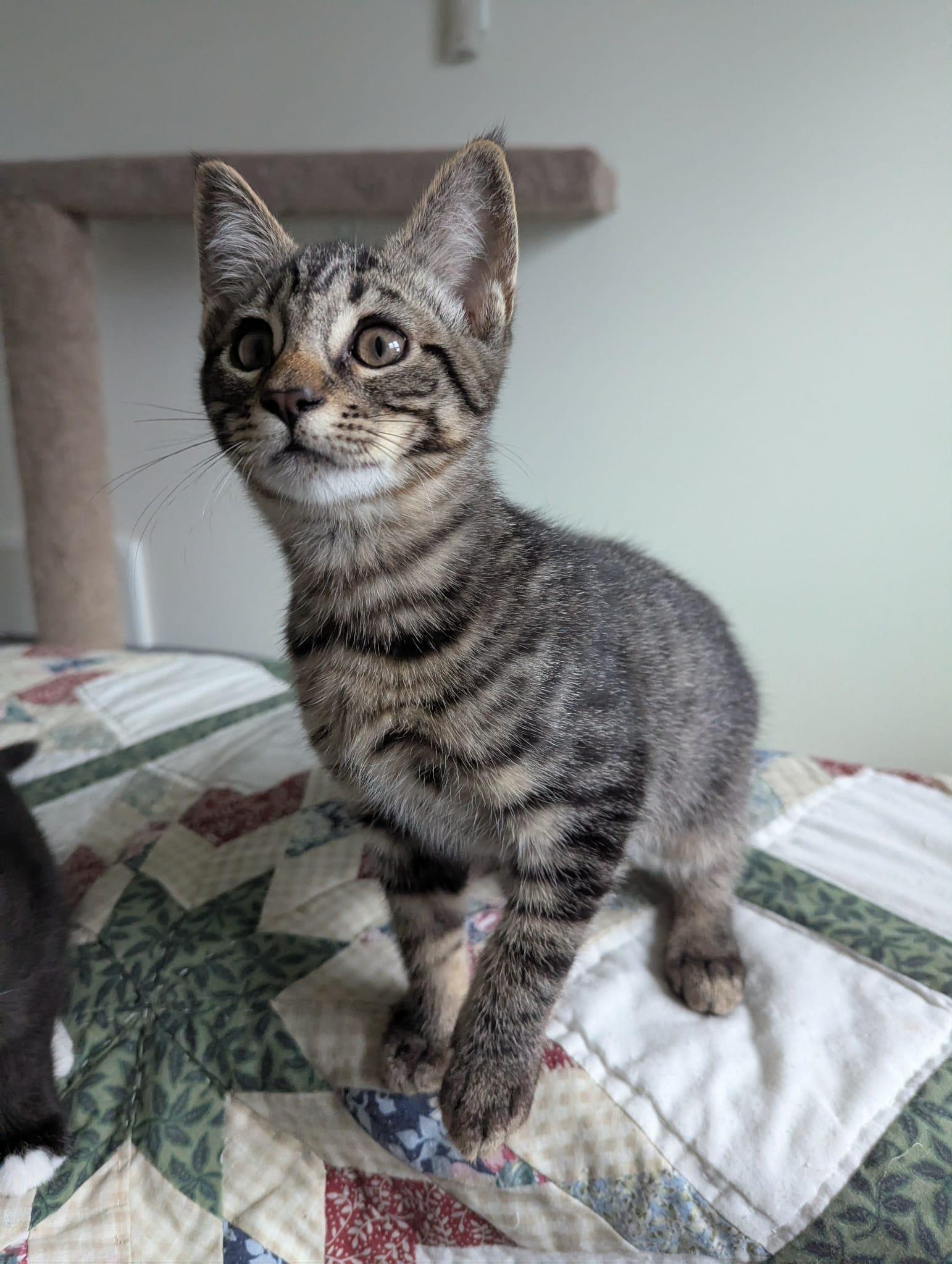 Omni, adopted, Kitten Male Domestic Short Hair.