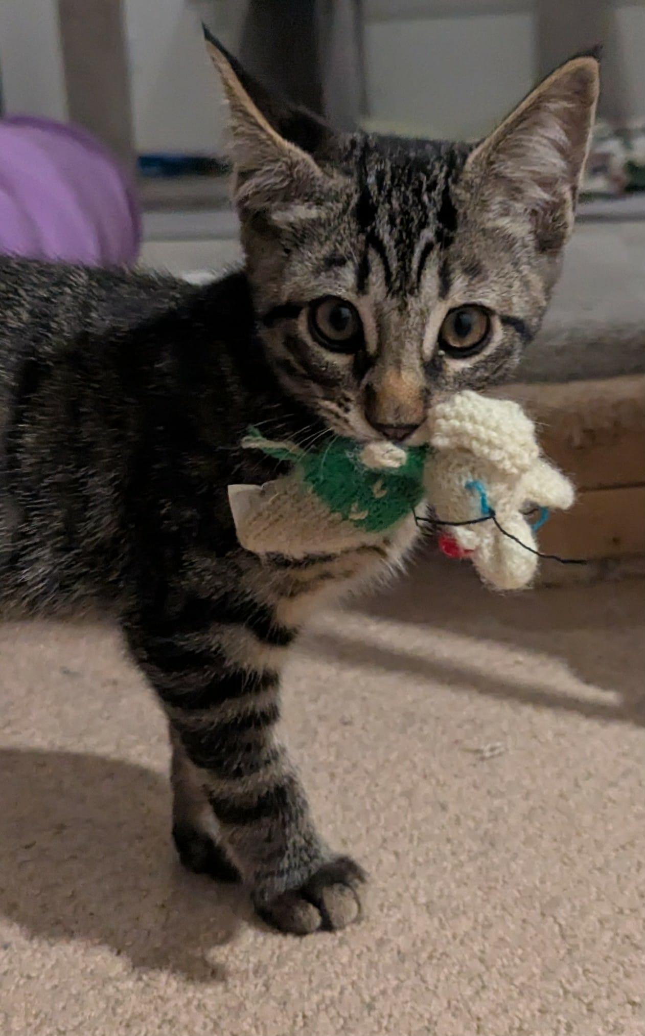 Enlarge Omni, an adopted Domestic Short Hair in Courtenay, BC image 2/4