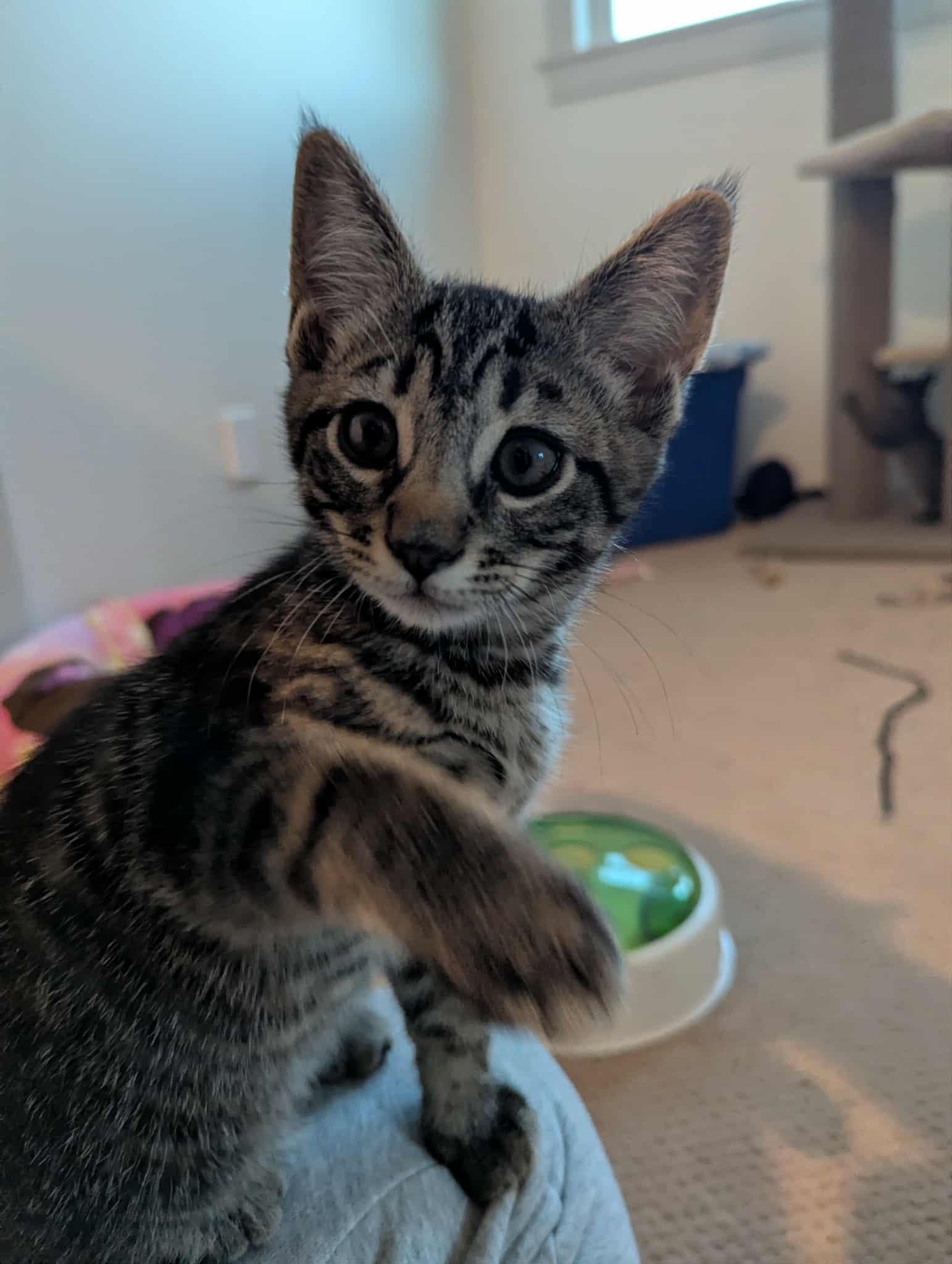 Enlarge Omni, an adopted Domestic Short Hair in Courtenay, BC image 3/4