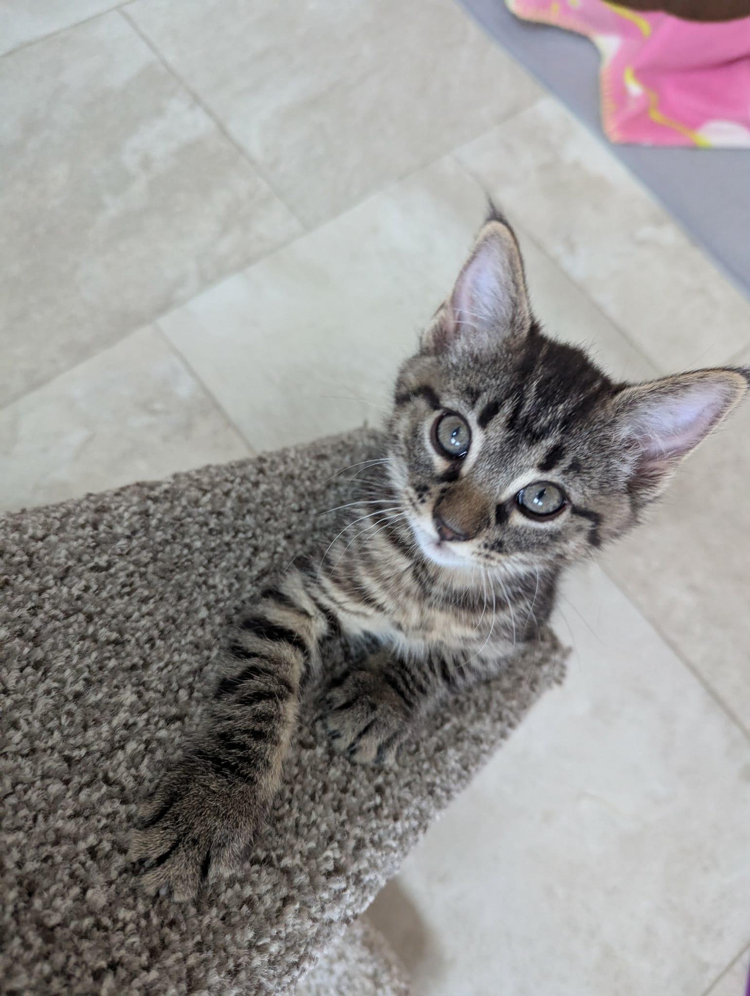 Enlarge Omni, an adopted Domestic Short Hair in Courtenay, BC image 4/4