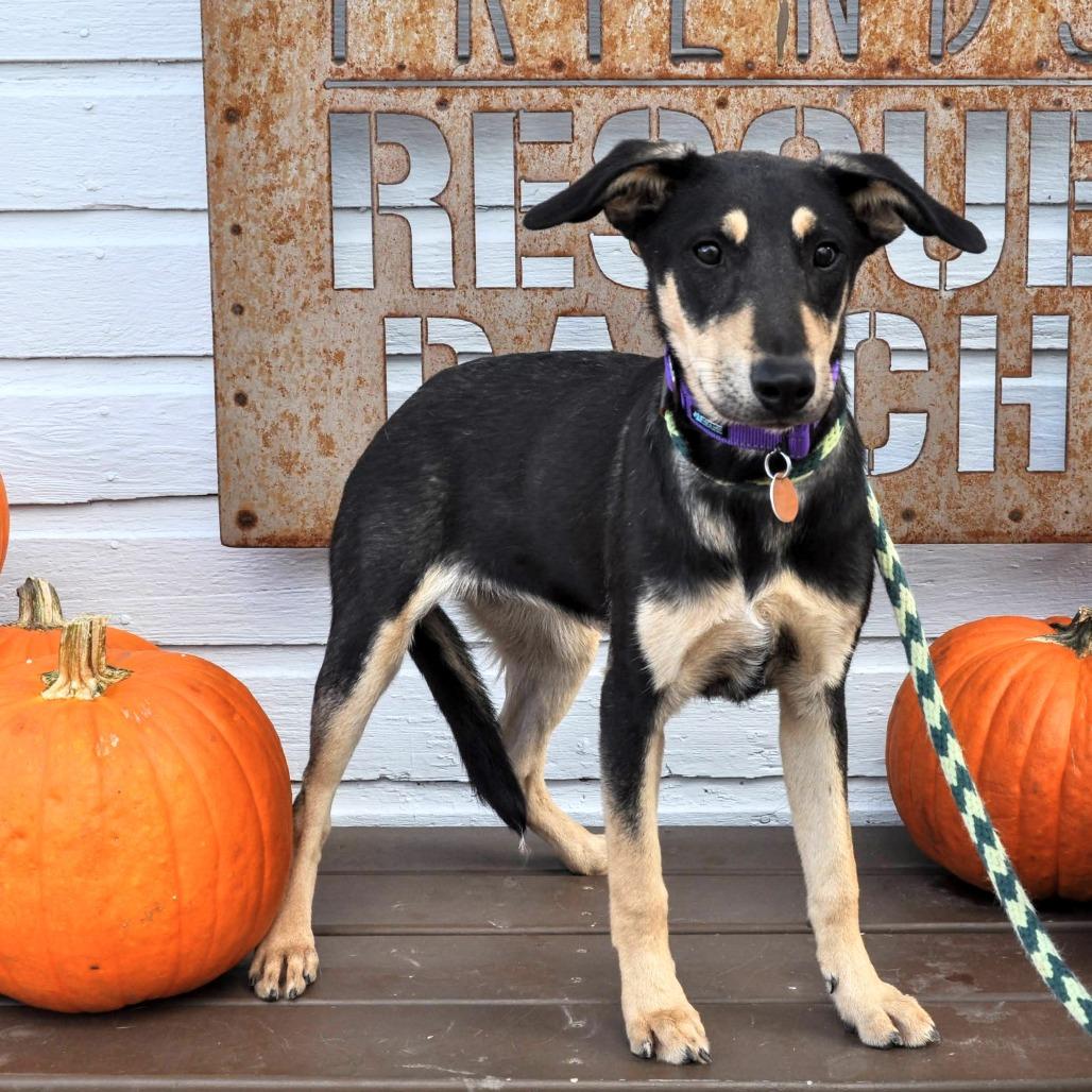 Faith, Adoptable, Young Female Mixed Breed.