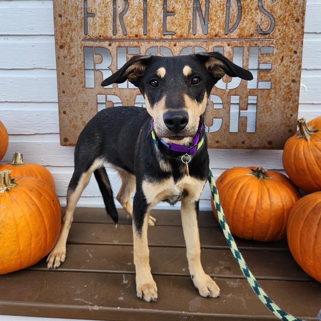 Faith, a Adoptable Mixed Breed in Prescott, AZ image 2/6