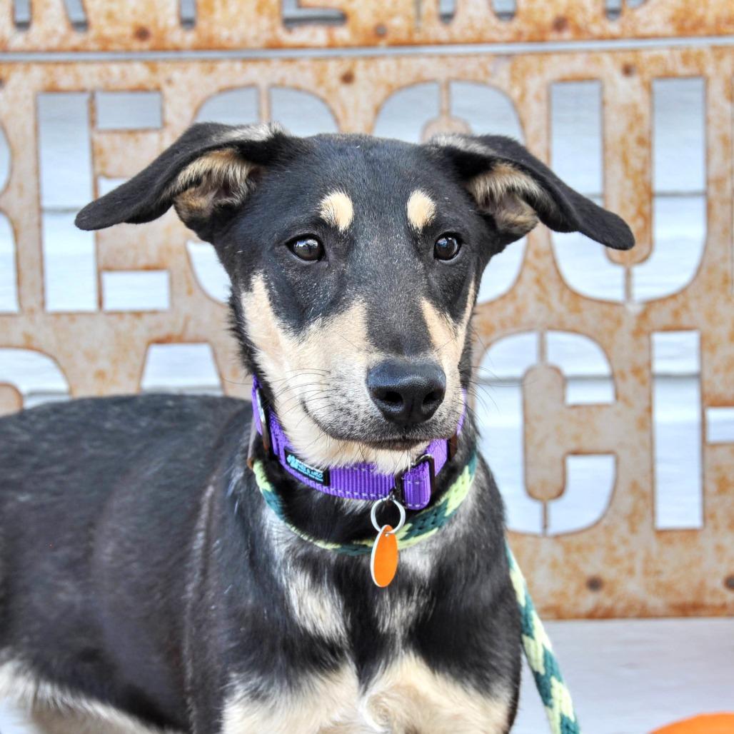 Faith, a Adoptable Mixed Breed in Prescott, AZ image 3/6