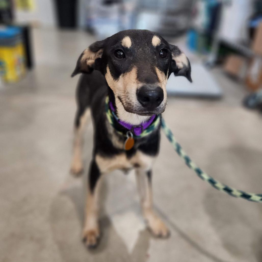 Faith, a Adoptable Mixed Breed in Prescott, AZ image 6/6