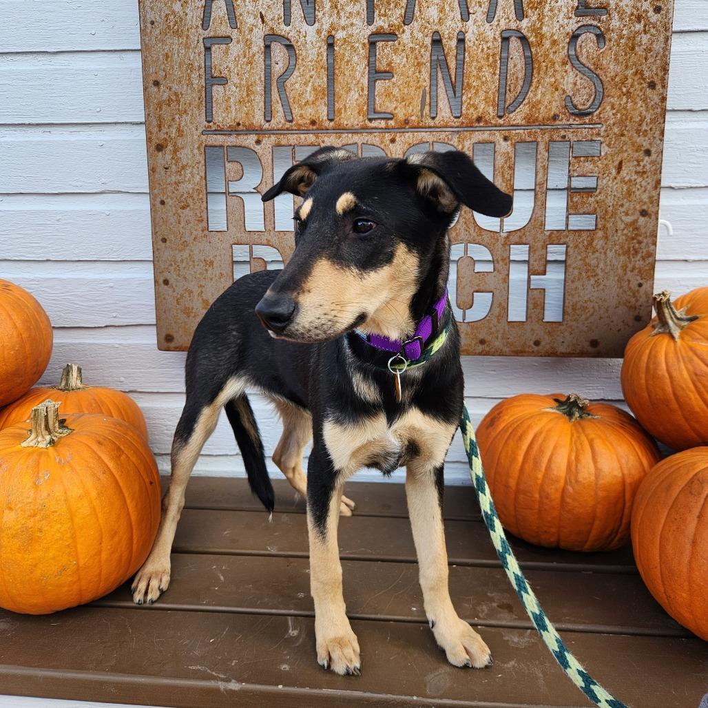 Faith, a Adoptable Mixed Breed in Prescott, AZ image 5/6