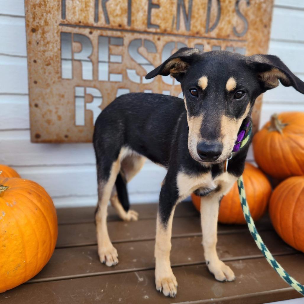 Faith, a Adoptable Mixed Breed in Prescott, AZ image 6/6