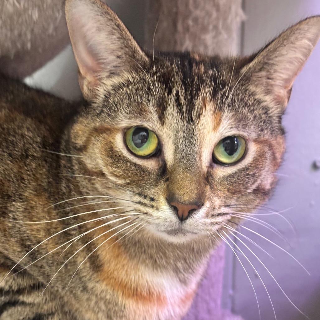 Dejavu 40C25, a Adoptable Domestic Short Hair in Napoleon, OH image 1/6