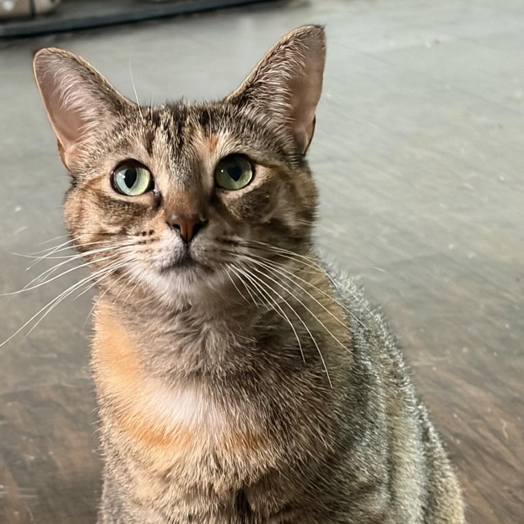 Dejavu 40C25, Adoptable, Adult Female Domestic Short Hair.