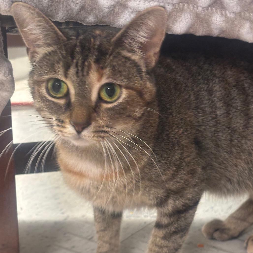 Enlarge Dejavu 40C25, a Adoptable Domestic Short Hair in Napoleon, OH image 1/6