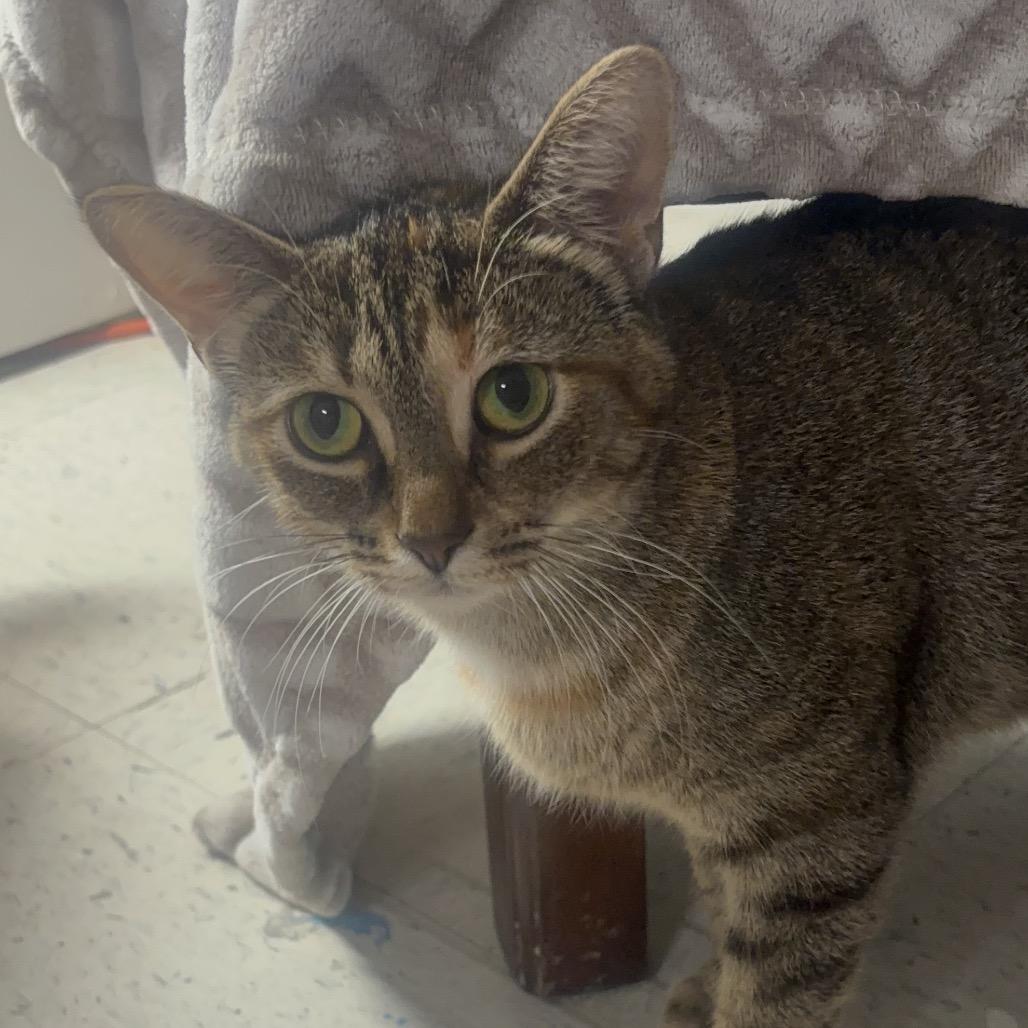 Enlarge Dejavu 40C25, a Adoptable Domestic Short Hair in Napoleon, OH image 2/6
