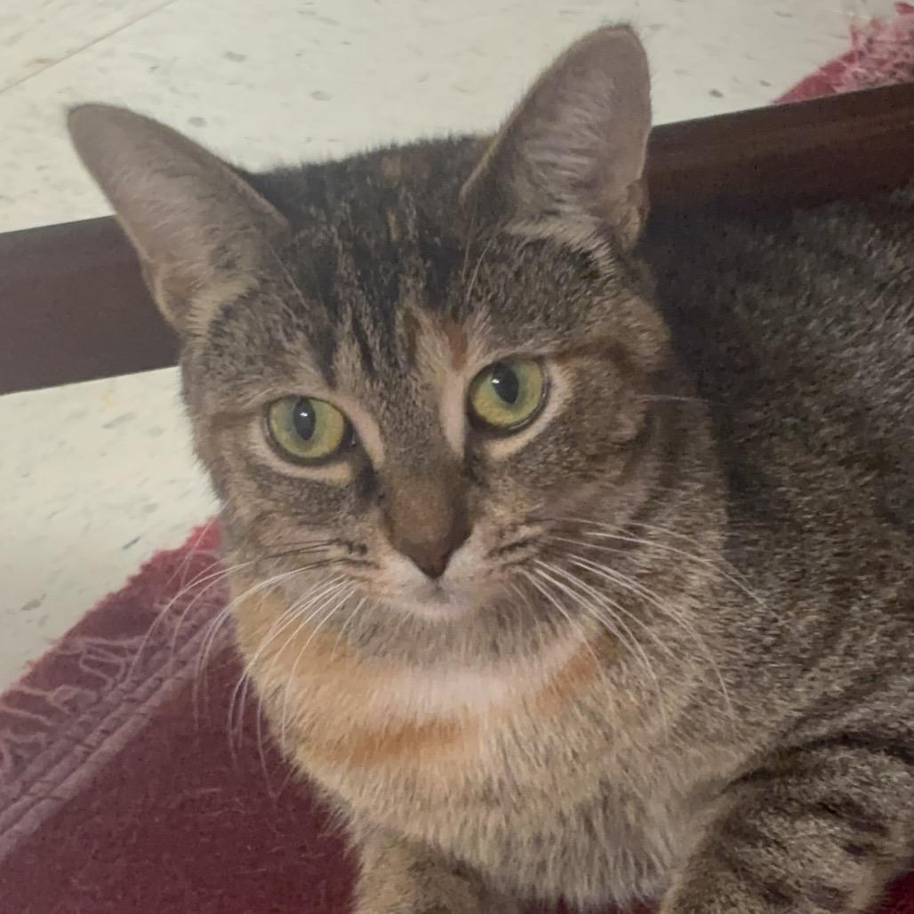 Enlarge Dejavu 40C25, a Adoptable Domestic Short Hair in Napoleon, OH image 3/6