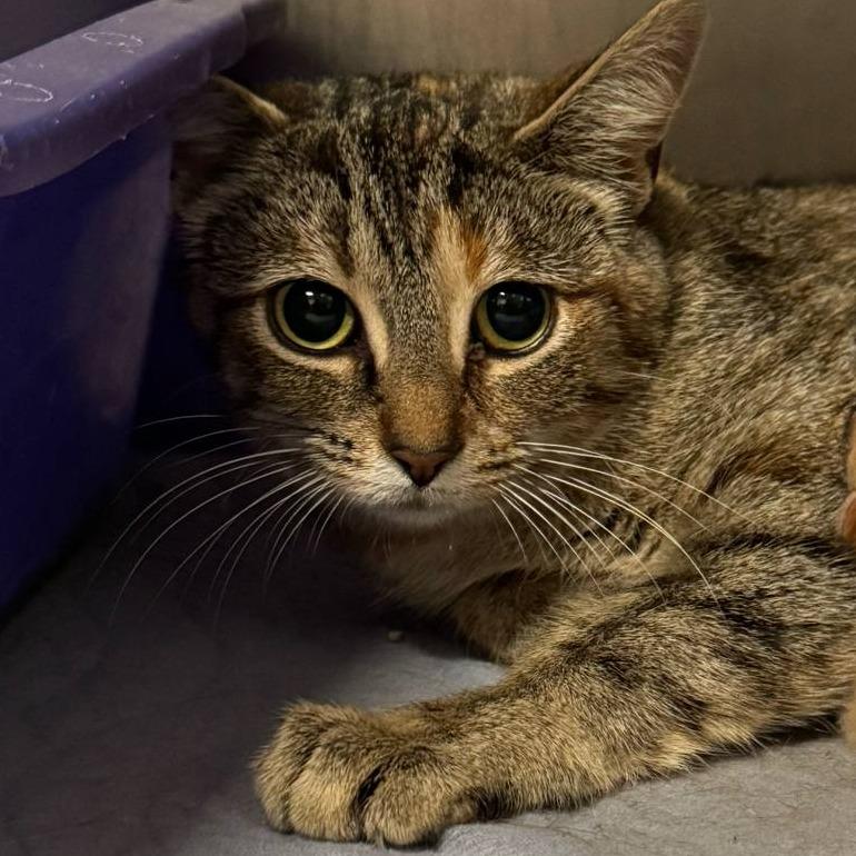 Enlarge Dejavu 40C25, a Adoptable Domestic Short Hair in Napoleon, OH image 4/6