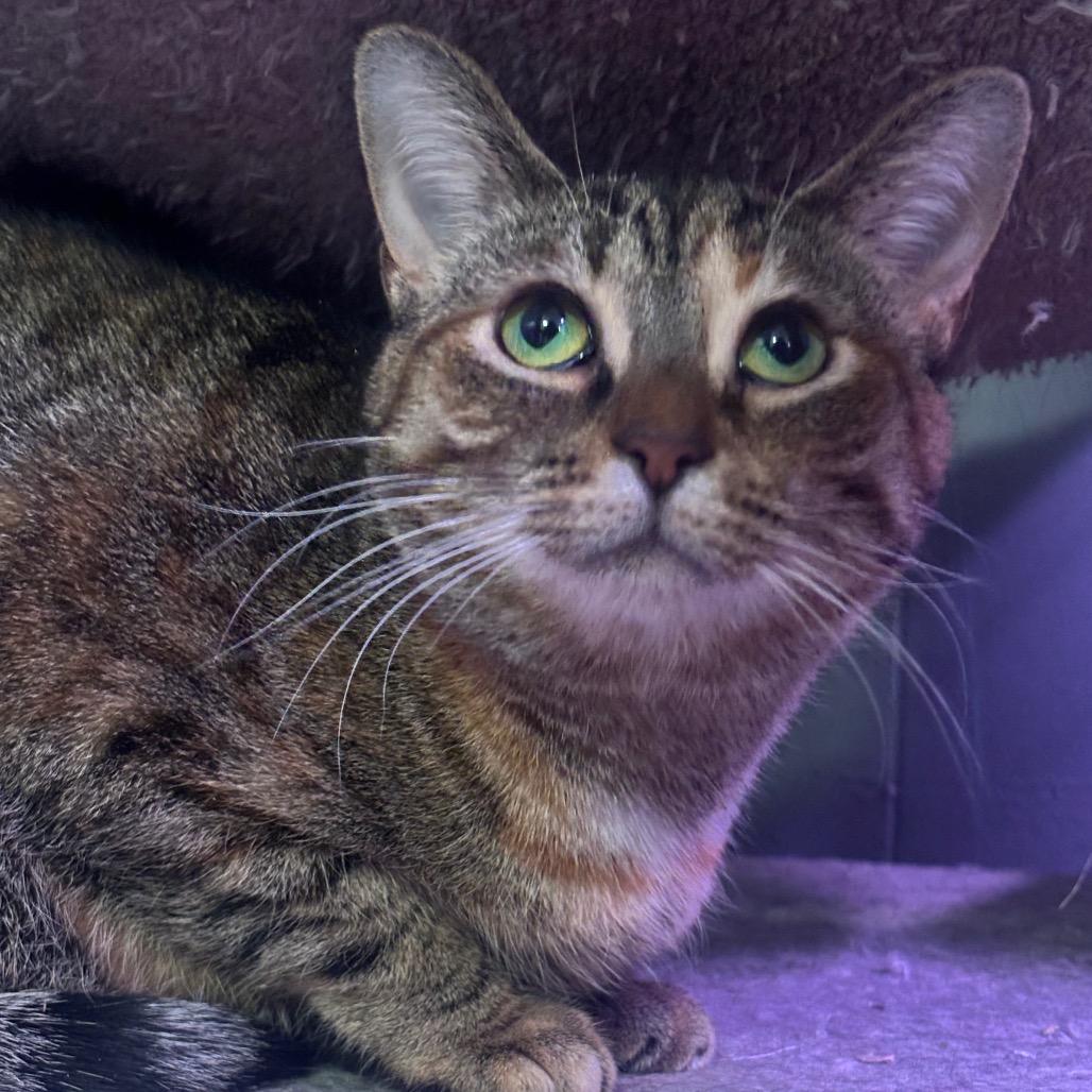 Dejavu 40C25, a Adoptable Domestic Short Hair in Napoleon, OH image 5/6