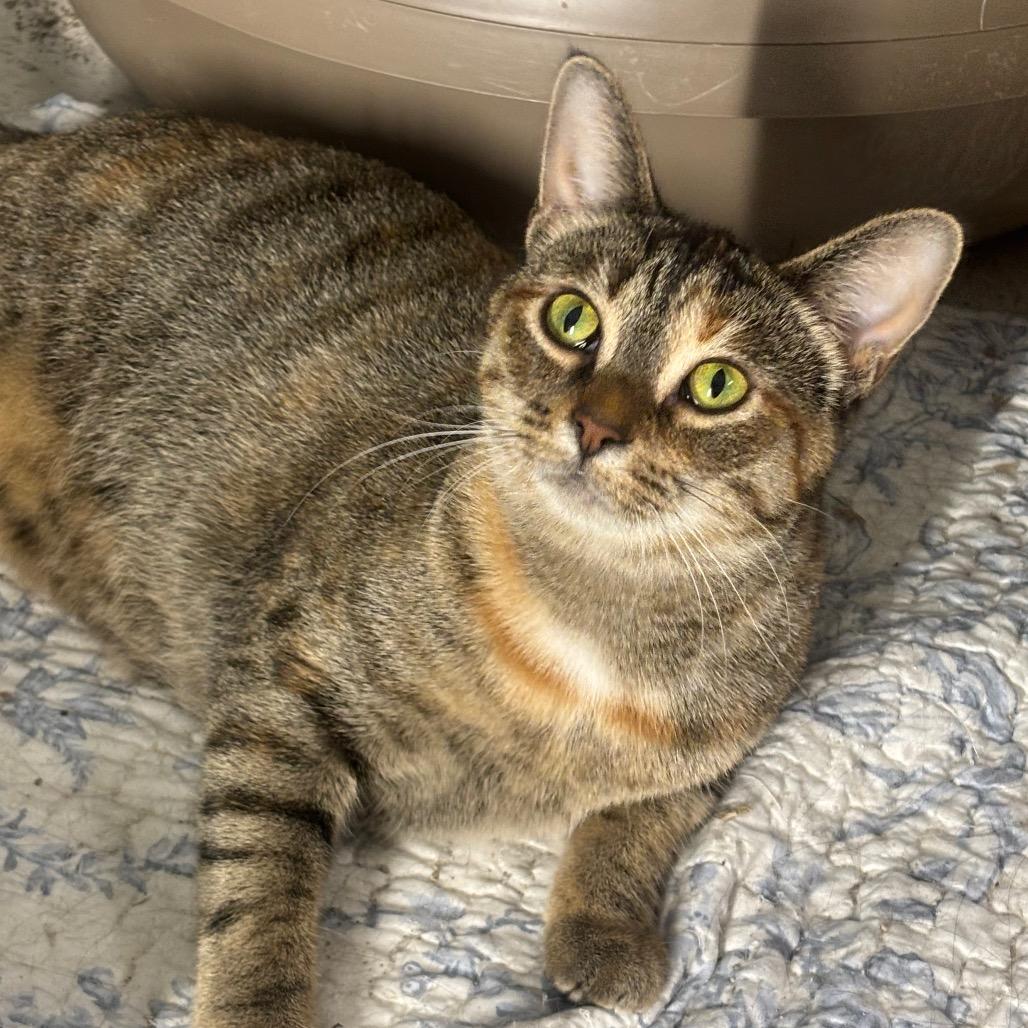 Enlarge Dejavu 40C25, a Adoptable Domestic Short Hair in Napoleon, OH image 5/6