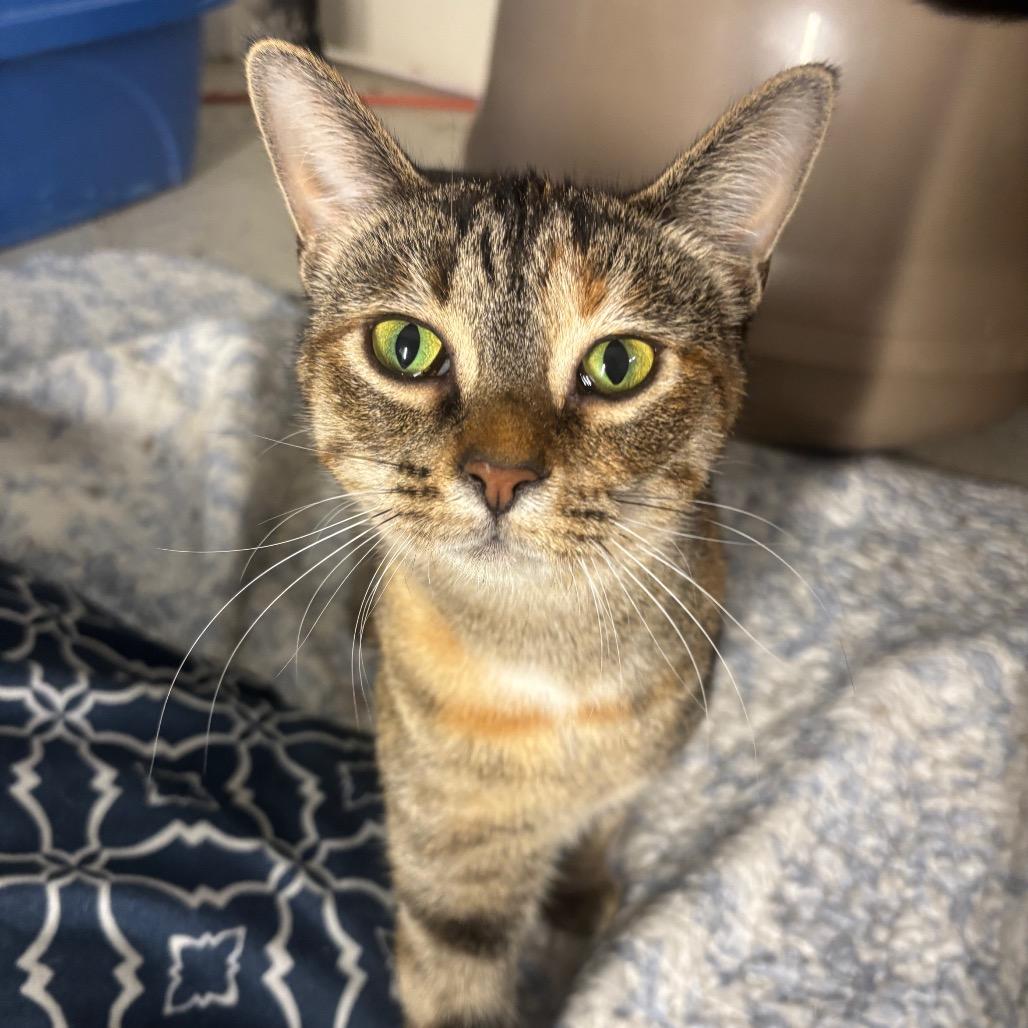 Enlarge Dejavu 40C25, a Adoptable Domestic Short Hair in Napoleon, OH image 6/6