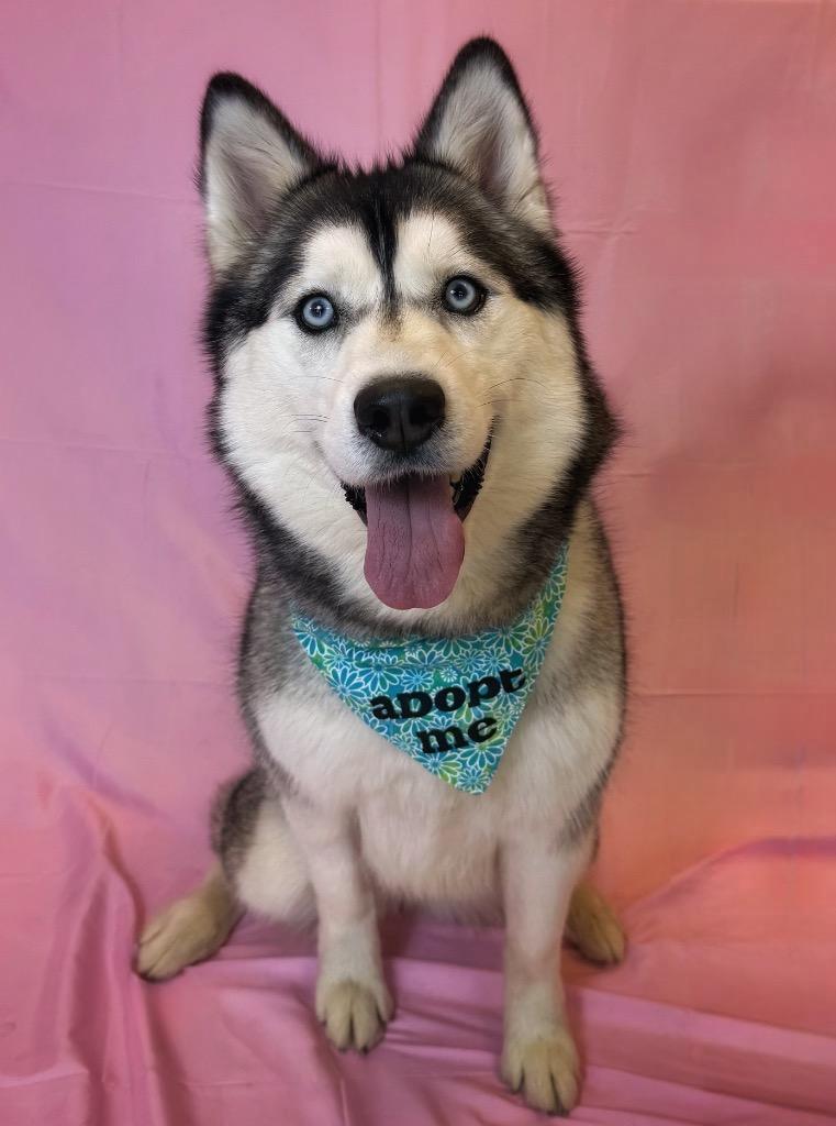Enlarge Nova, a ADOPTABLE Siberian Husky in Columbus, NE image 1/1