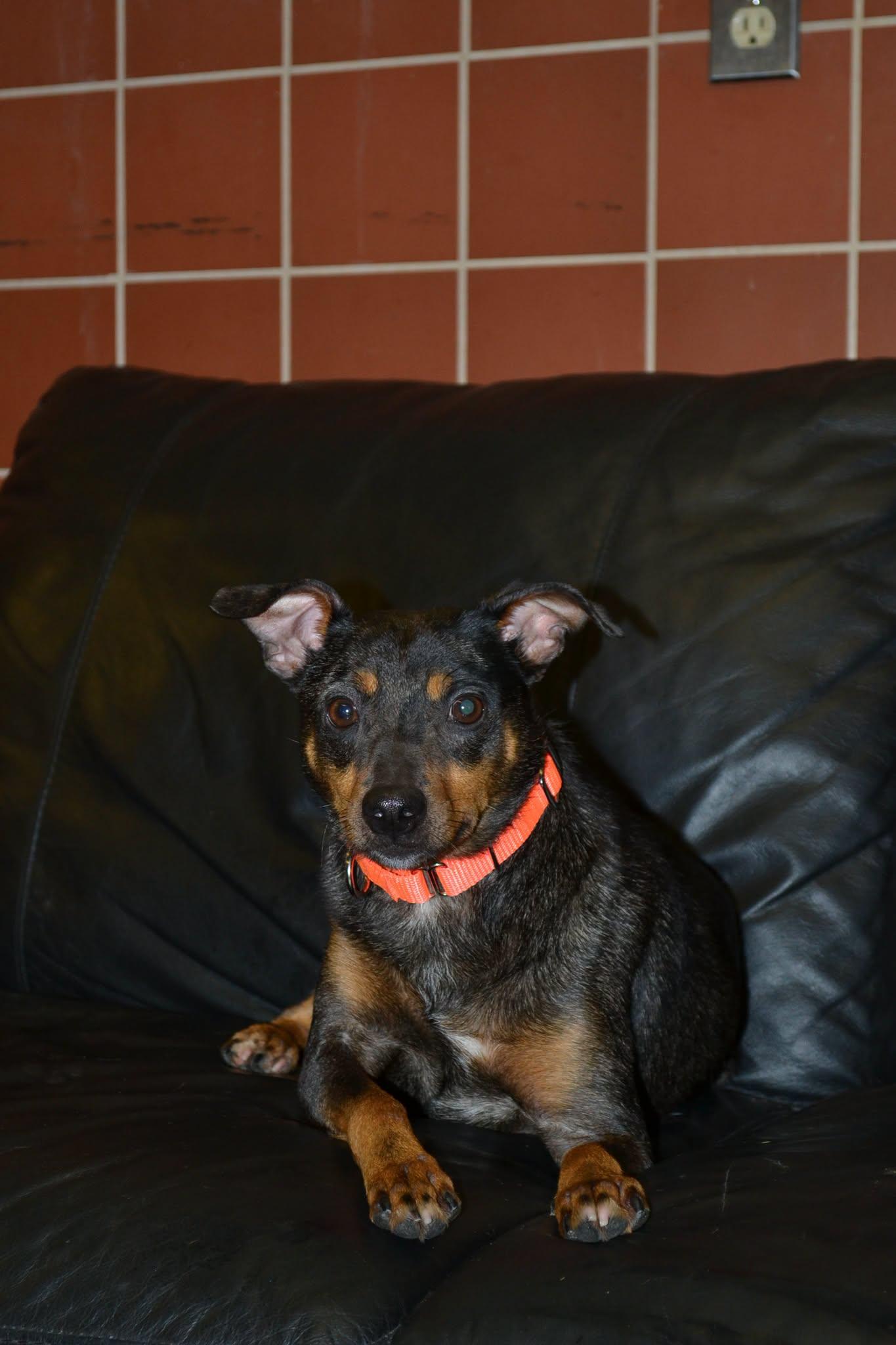 Enlarge Rocket, a Adopted mixed breed in Chardon, OH image 4/6