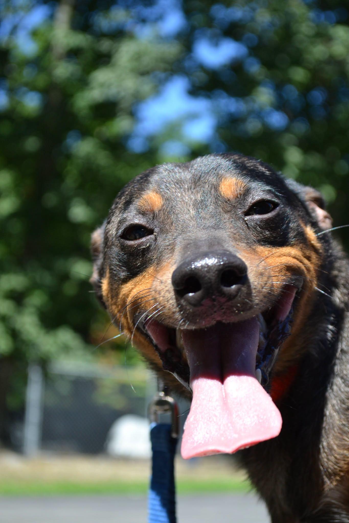 Enlarge Rocket, a Adopted mixed breed in Chardon, OH image 3/6