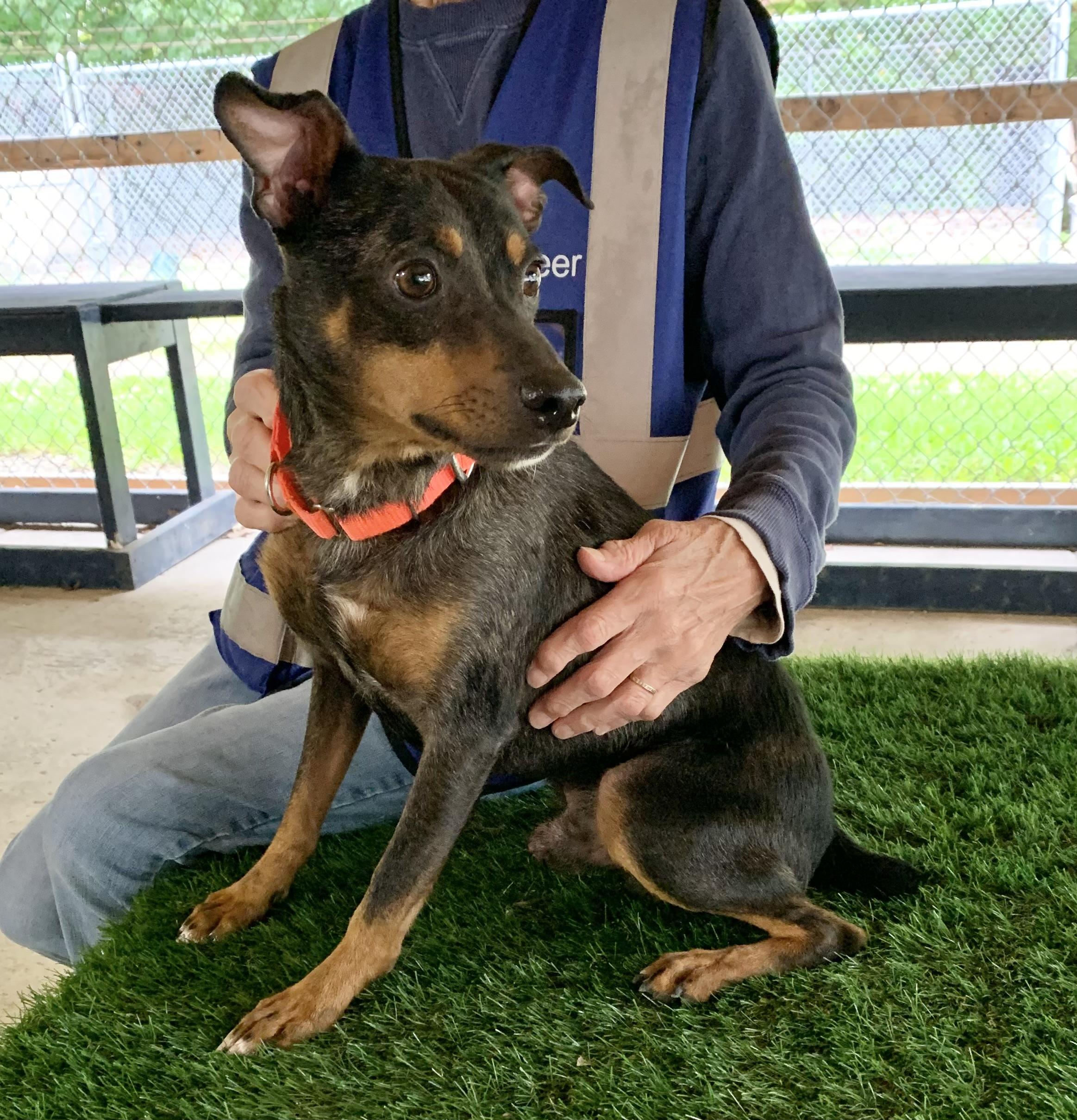 Enlarge Rocket, a Adopted mixed breed in Chardon, OH image 1/6