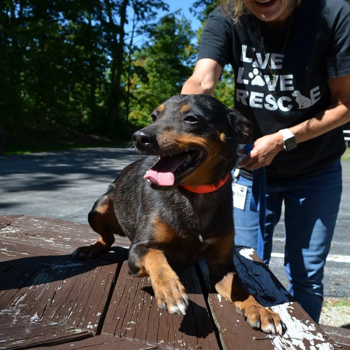 Enlarge Rocket, a Adopted mixed breed in Chardon, OH image 2/6
