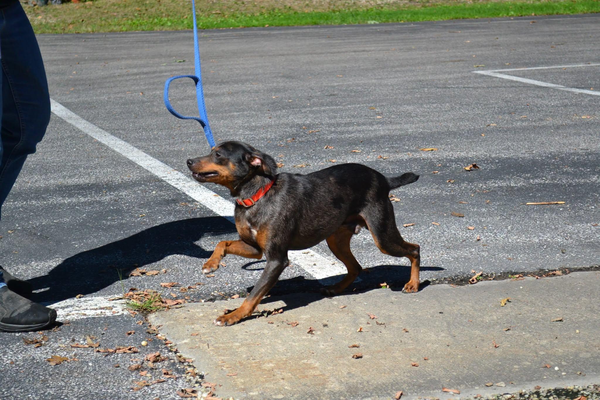 Enlarge Rocket, a Adopted mixed breed in Chardon, OH image 5/6