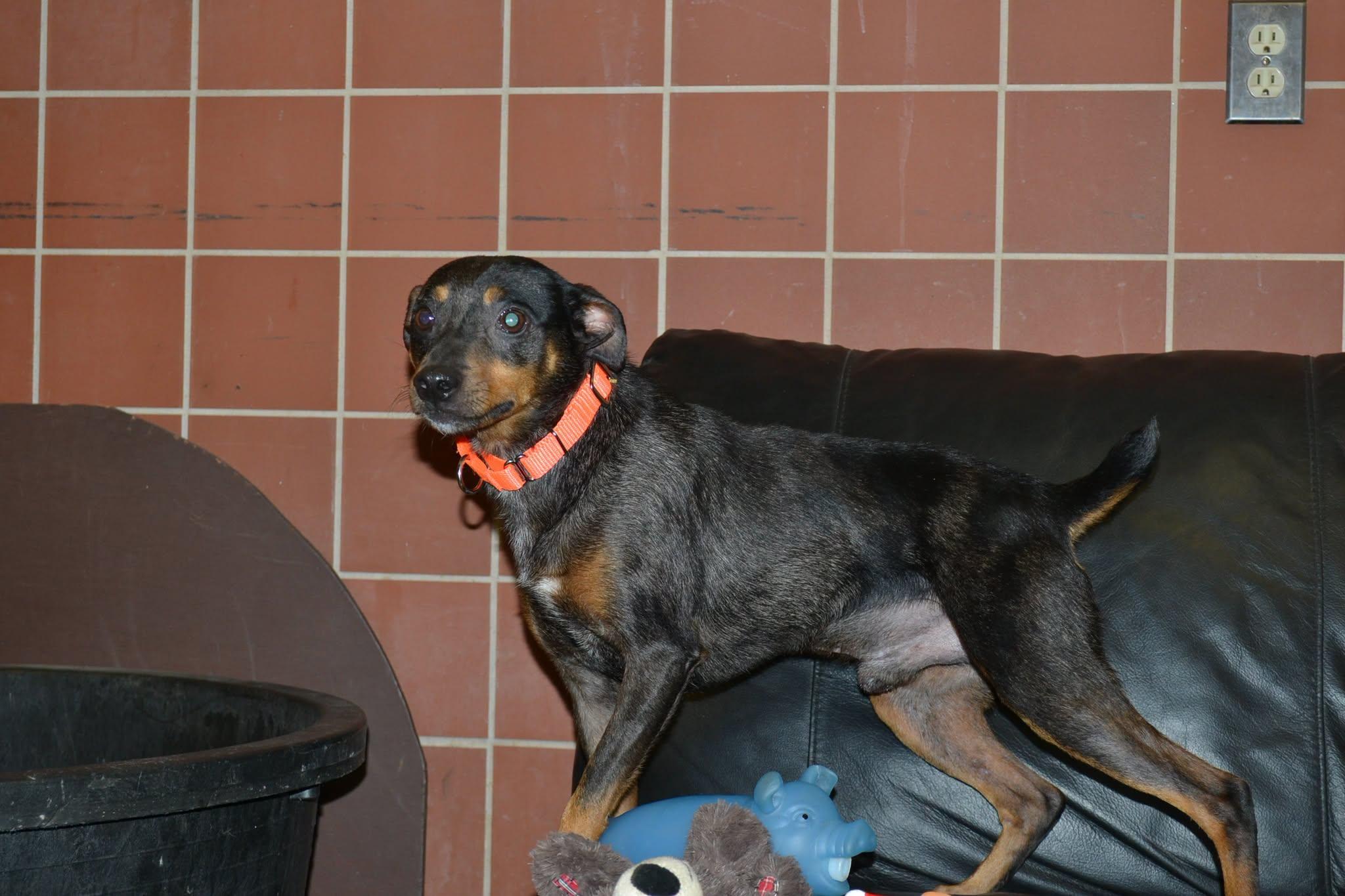 Enlarge Rocket, a Adopted mixed breed in Chardon, OH image 6/6