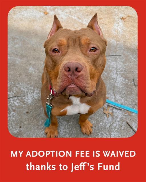 TYSON, Adoptable, Young Male Pit Bull Terrier.