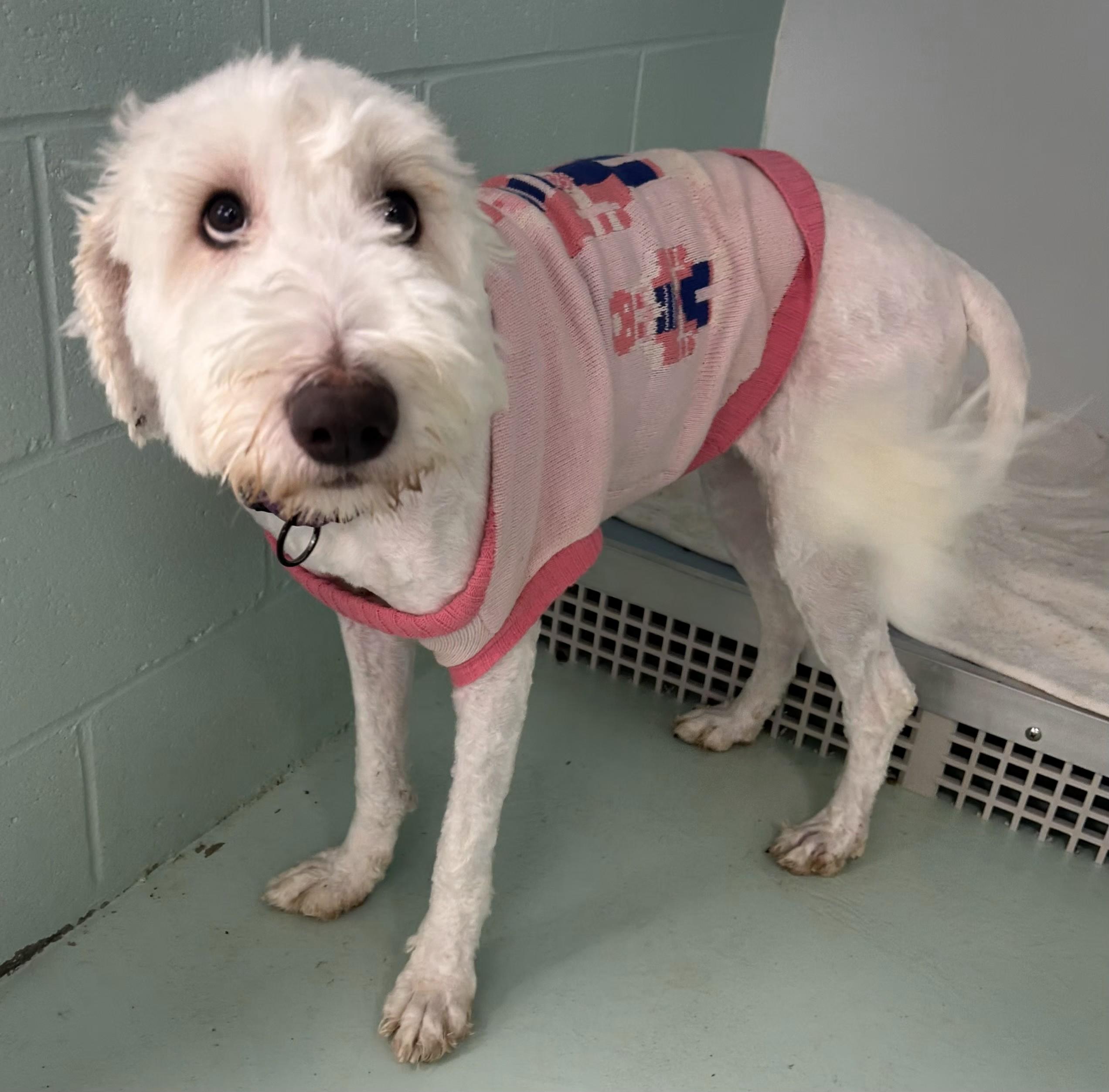 Enlarge Layla, a ADOPTABLE mixed breed in Clyde, MI image 1/1