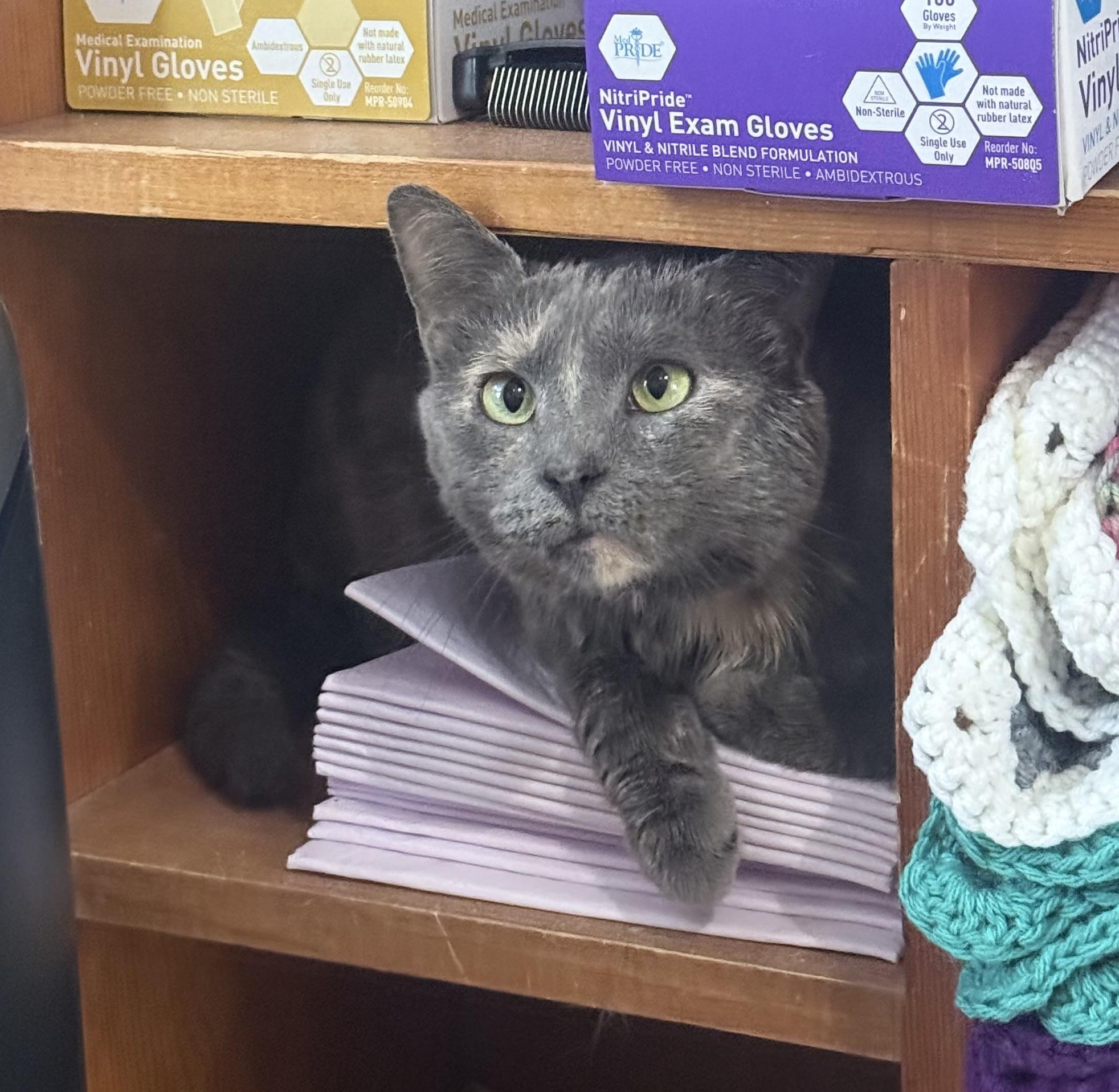 Enlarge Twix, a Adoptable Domestic Short Hair in Berkeley Springs, WV image 2/6