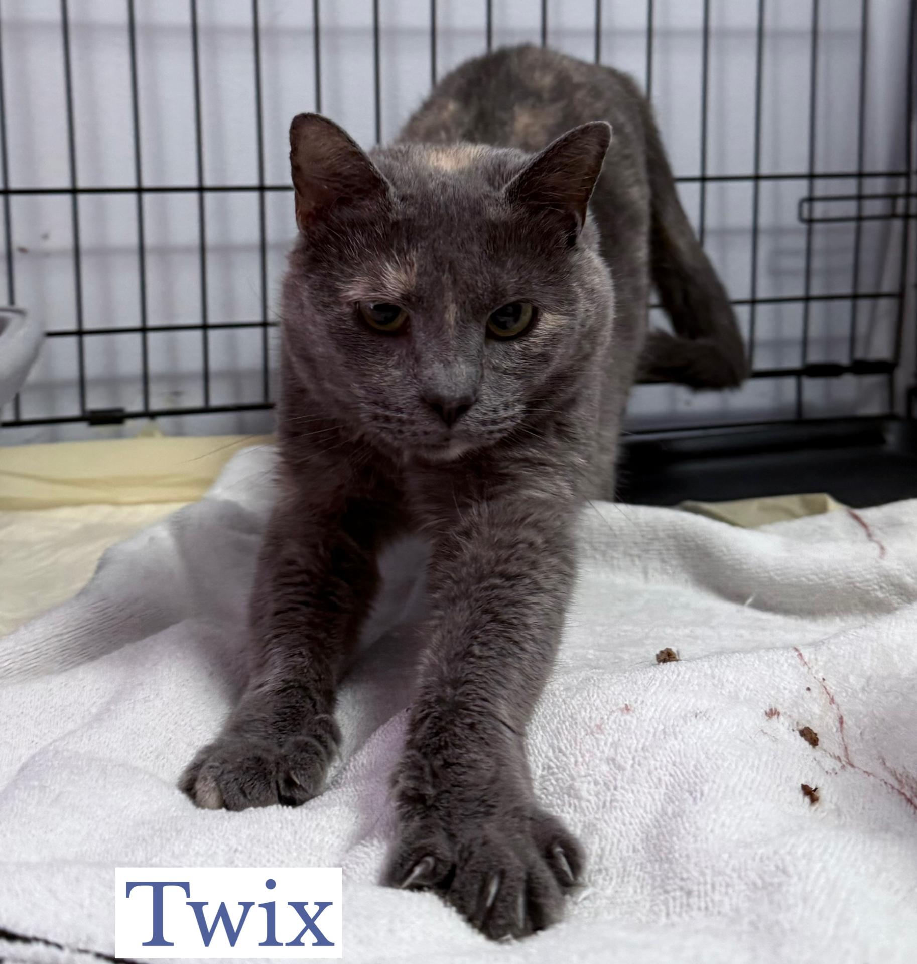 Enlarge Twix, an adoptable Domestic Short Hair in Berkeley Springs, WV image 3/3