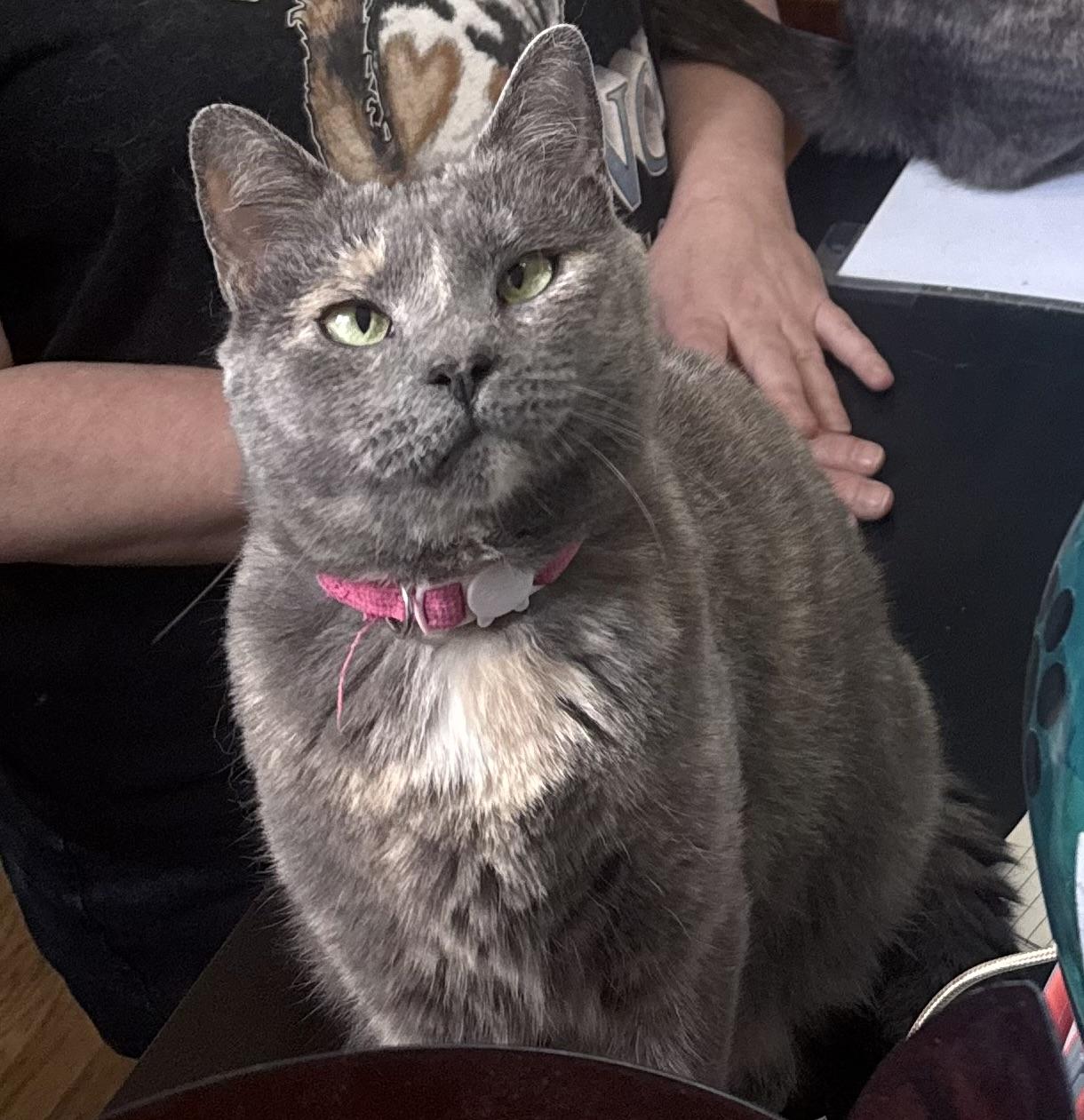 Twix, Adoptable, Adult Female Domestic Short Hair.