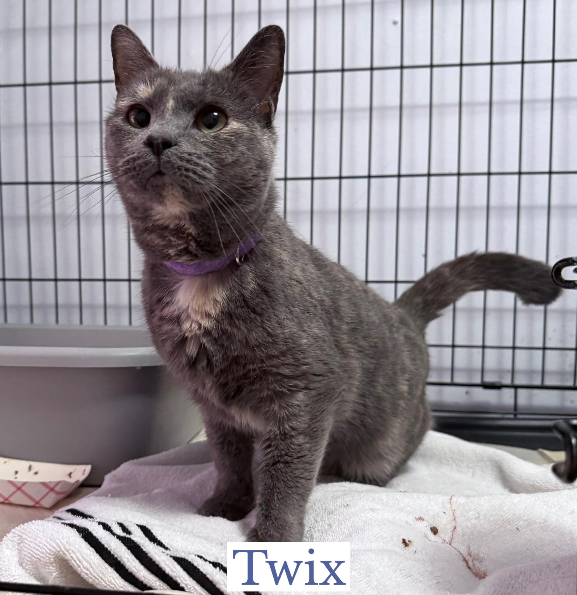 Enlarge Twix, an adoptable Domestic Short Hair in Berkeley Springs, WV image 2/3