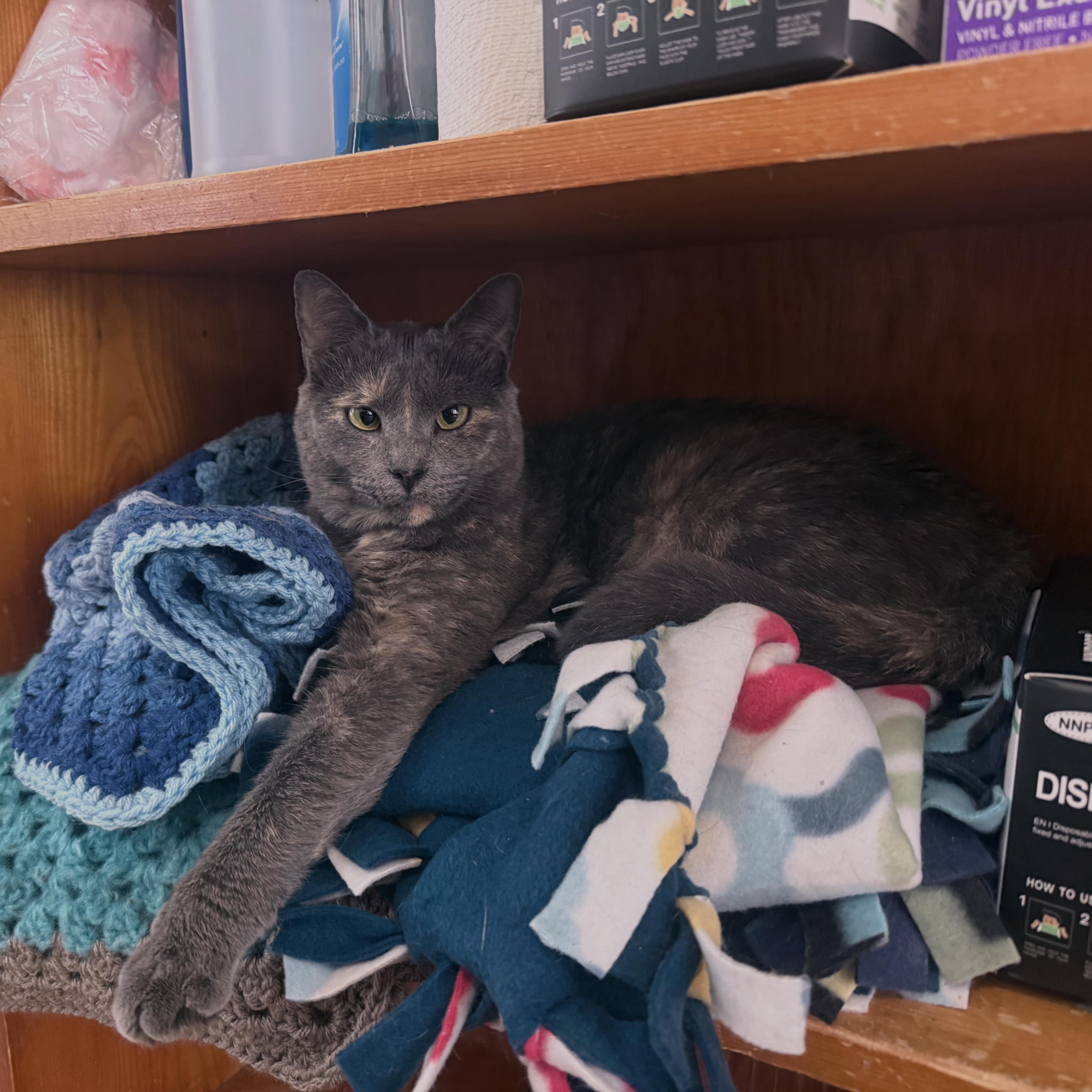 Enlarge Twix, a Adoptable Domestic Short Hair in Berkeley Springs, WV image 3/6