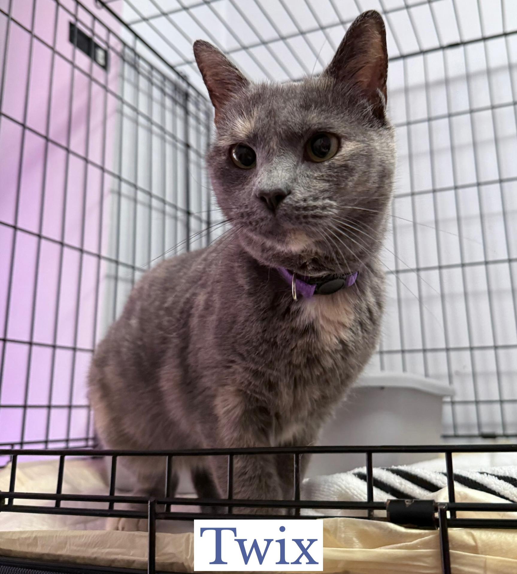 Enlarge Twix, an adoptable Domestic Short Hair in Berkeley Springs, WV image 1/3