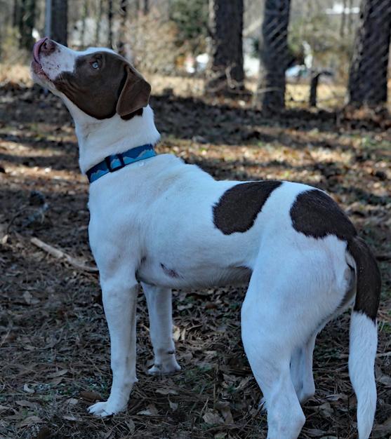 Butch. Urgently needs Foster or Adopter, Adoptable, Young Male German Shorthaired Pointer & Hound.