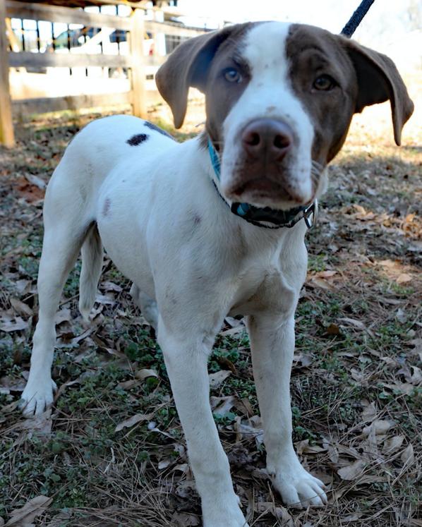Enlarge Butch. Urgently needs Foster or Adopter, a Adoptable mixed breed in Decatur, GA image 2/3
