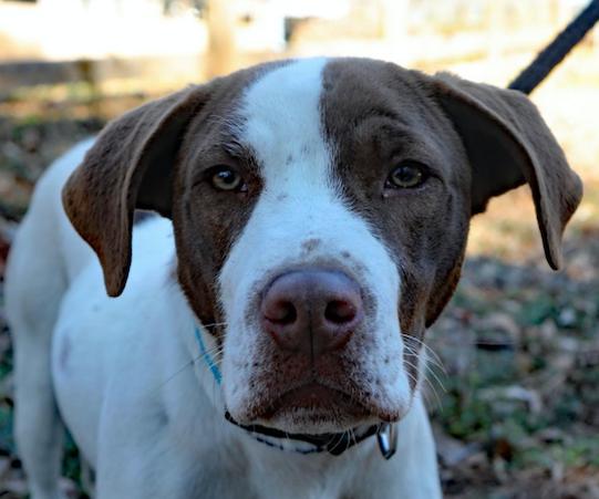 Enlarge Butch. Urgently needs Foster or Adopter, a Adoptable mixed breed in Decatur, GA image 3/3