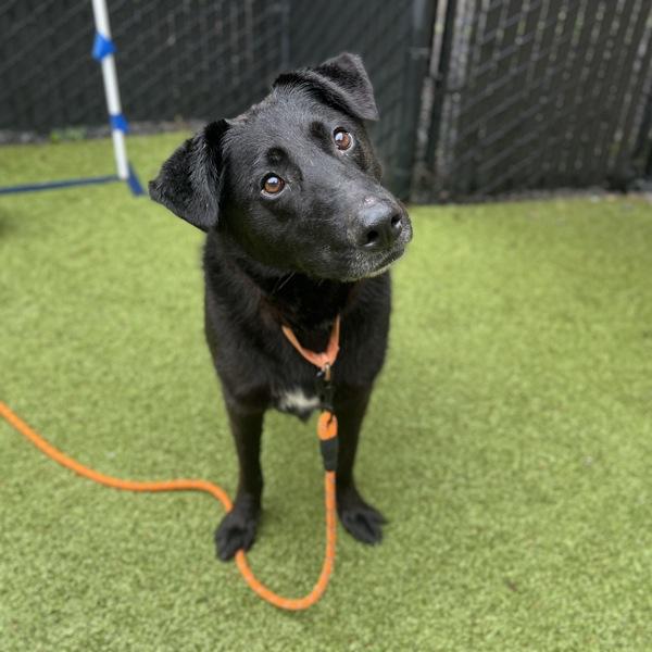 Chance, Adoptable, Senior Male Labrador Retriever & Shepherd.