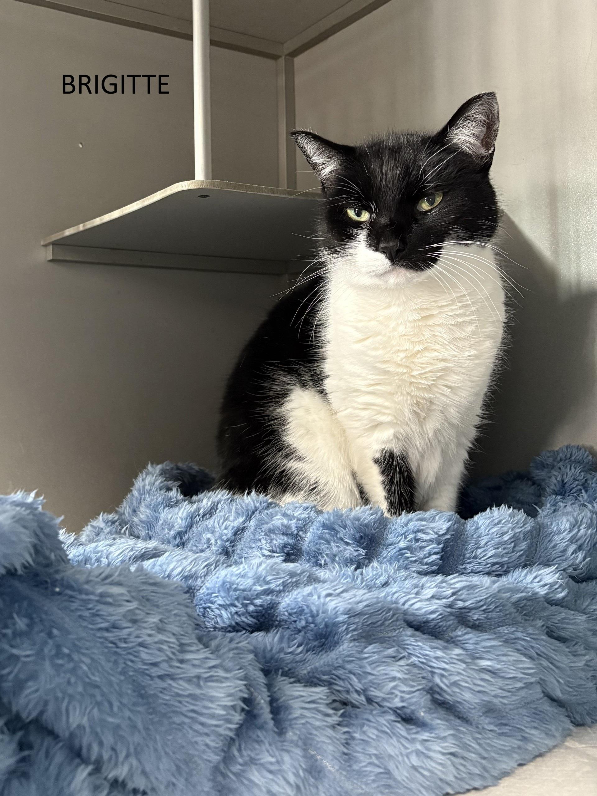 Brigitte, ADOPTABLE, Adult Female Domestic Short Hair.