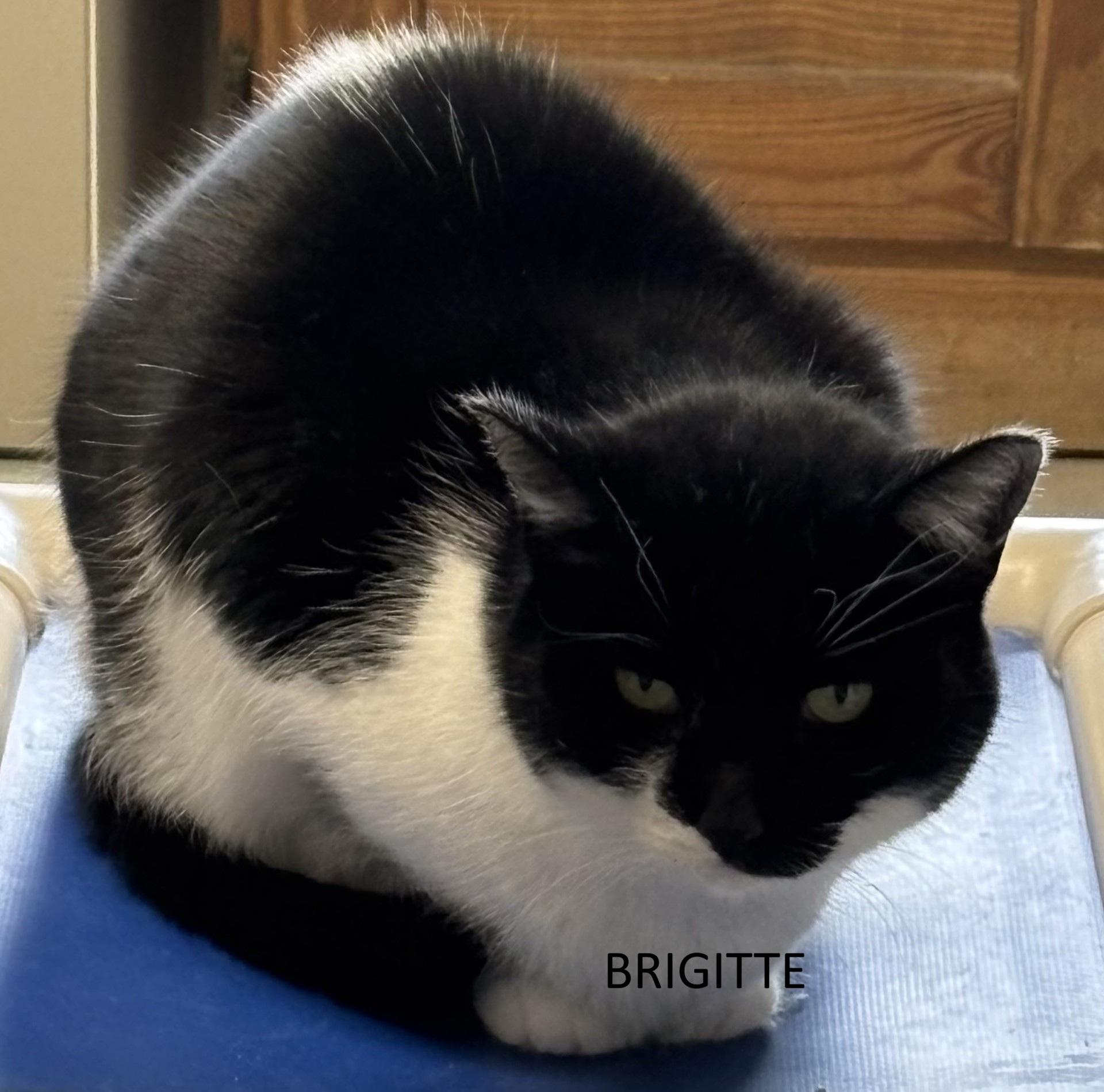 Enlarge Brigitte, a ADOPTABLE Domestic Short Hair in Vernon, NJ image 1/1