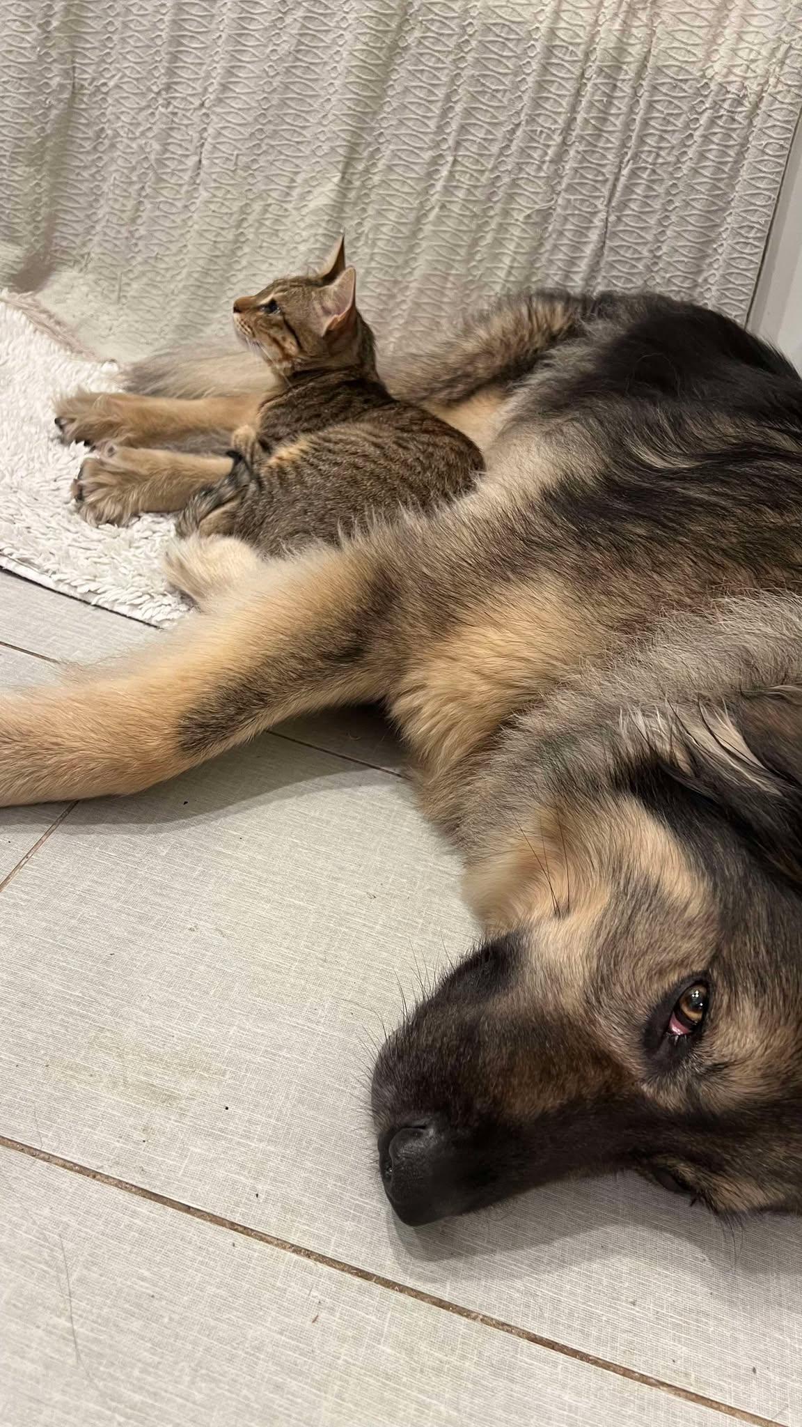 Apo - Bonded to Marko ($400 for pair), a Adoptable Domestic Short Hair in BURNABY, BC image 3/5