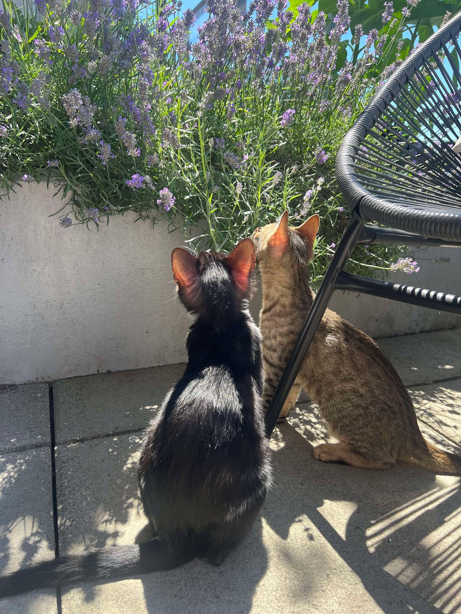 Apo - Bonded to Marko ($400 for pair), a Adoptable Domestic Short Hair in BURNABY, BC image 4/5