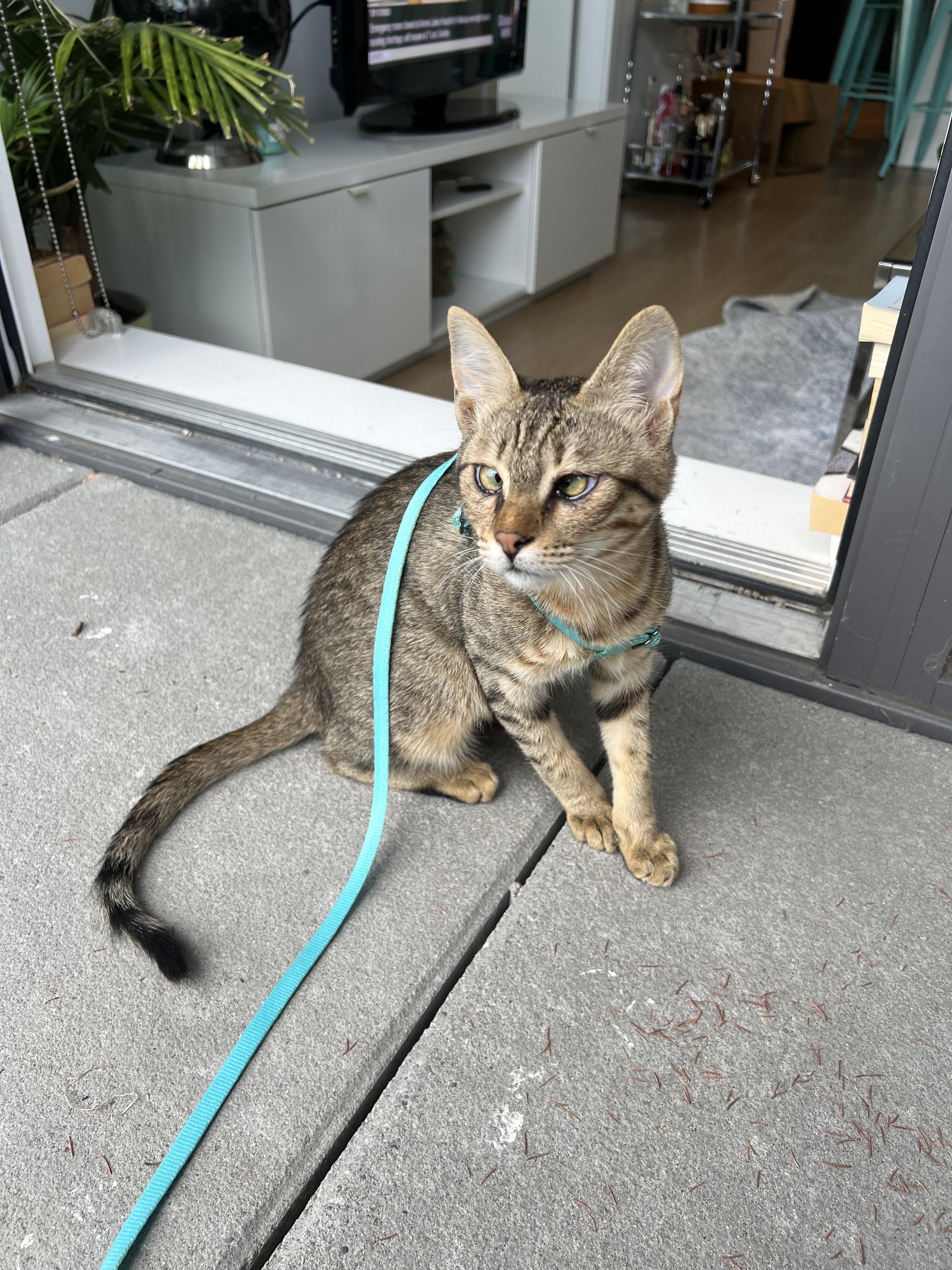 Apo - Bonded to Marko ($400 for pair), a Adoptable Domestic Short Hair in BURNABY, BC image 5/5