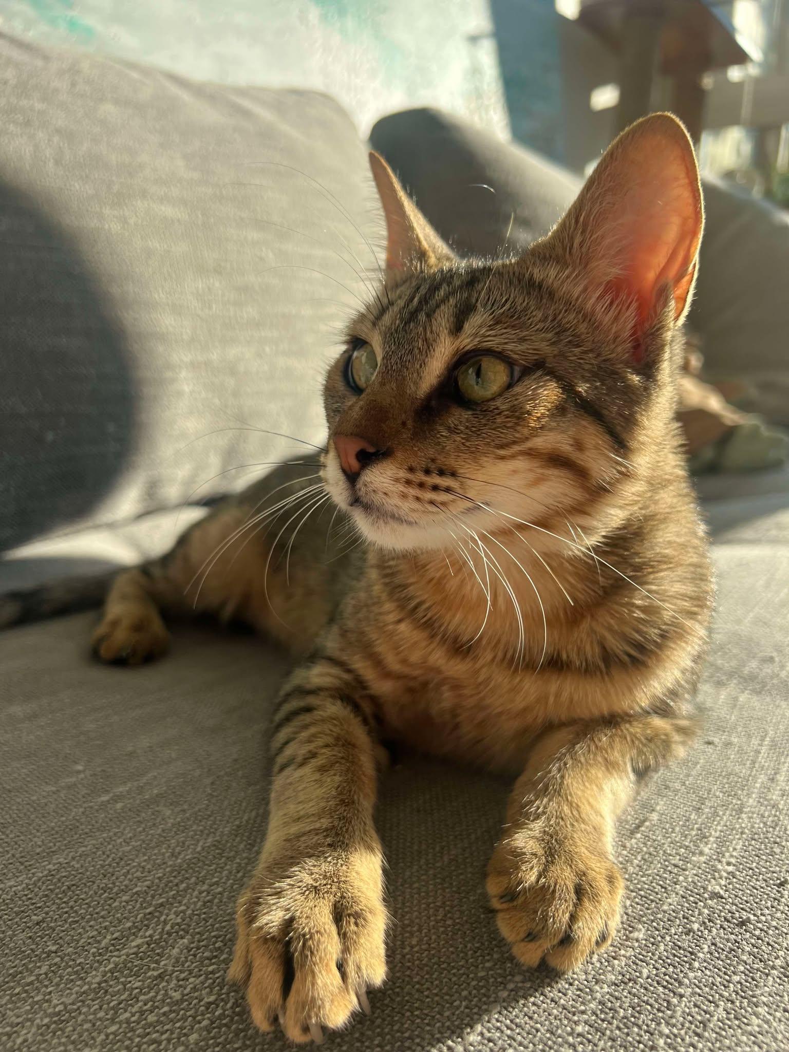 Apo - Bonded to Marko ($400 for pair), a Adoptable Domestic Short Hair in BURNABY, BC image 1/5