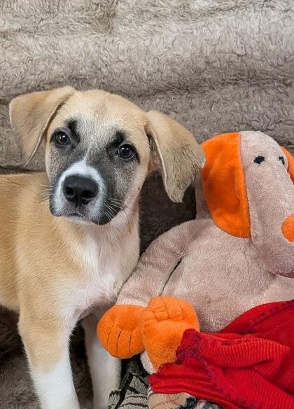 Enlarge Geoffrey, a Adoptable mixed breed in Houston, TX image 1/3