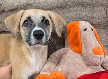 Enlarge Geoffrey, a Adoptable mixed breed in Houston, TX image 2/3