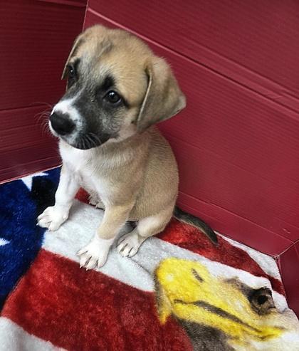 Enlarge Geoffrey, a Adoptable mixed breed in Houston, TX image 3/3
