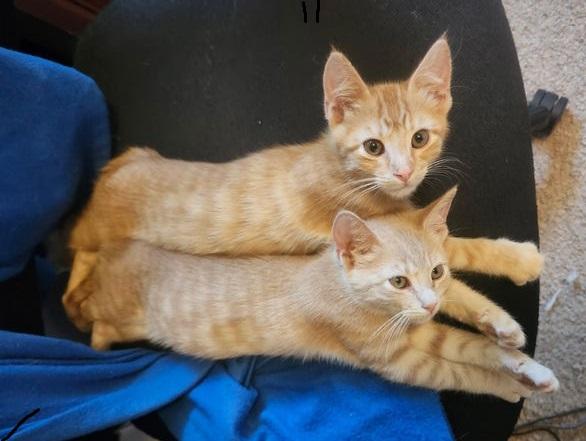 Kion, Adoptable, Kitten Male Tabby.