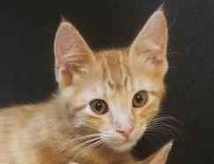 Kion, a Adoptable mixed breed in Conroe, TX image 2/2