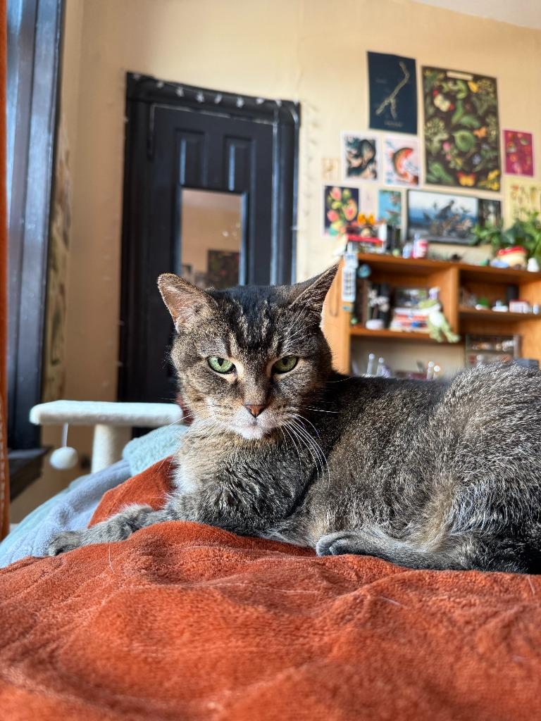 Zelda, Adoptable, Senior Female Domestic Short Hair.